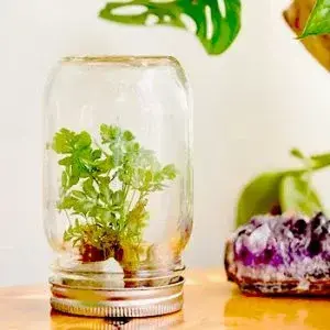 upside down canning jar with a small plant in it