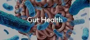 gut health illustration