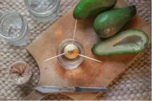 avocado seed suspended in jar